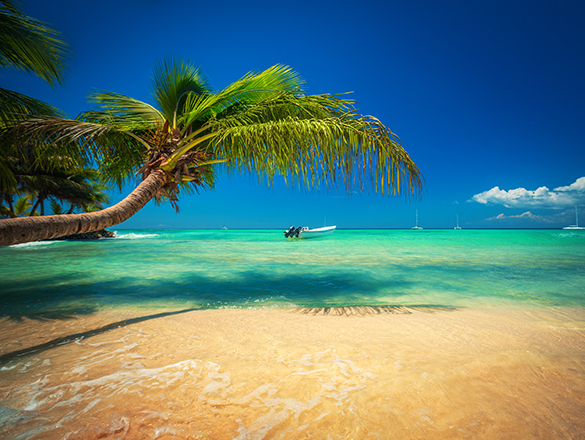 Palmtree and tropical beach. Exotic island Saona in Caribbean se Exotic Beach in Dominican Republic, Punta Cana